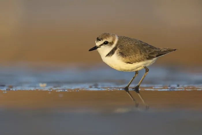 Framed Print : Kentish Plover (Charadrius alexandrinus) on beach