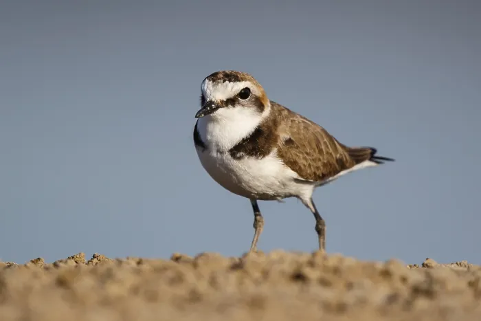 Framed Print : Kentish Plover (Charadrius alexandrinus) male