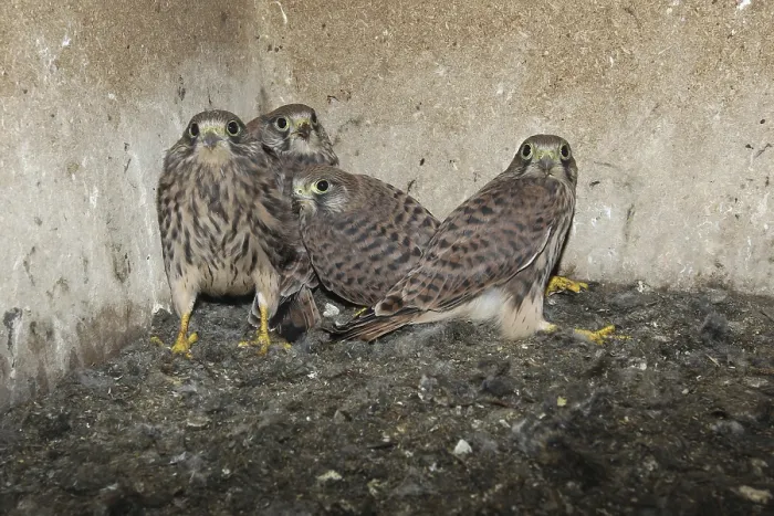 Framed Print : Kestrel, almost 4 weeks old young birds in nest box Framed Print : Kestrel, almost 4 weeks old young birds in nest box