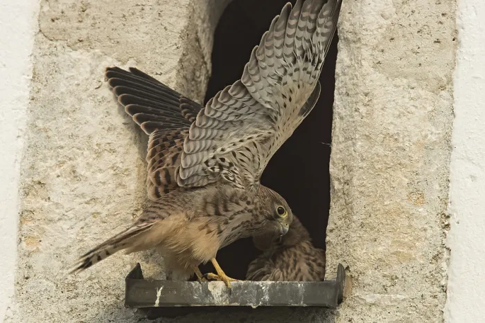 Framed Print : Kestrel (Falco tinnunculus)