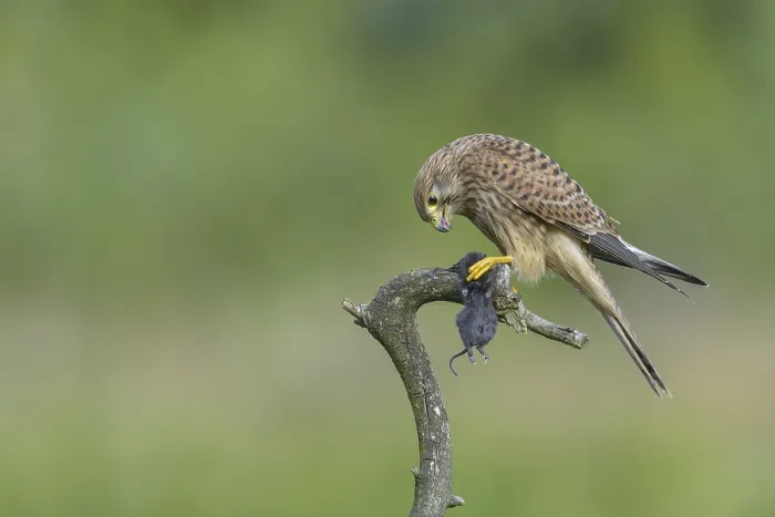 Framed Print : Kestrel (Falco tinnunculus)