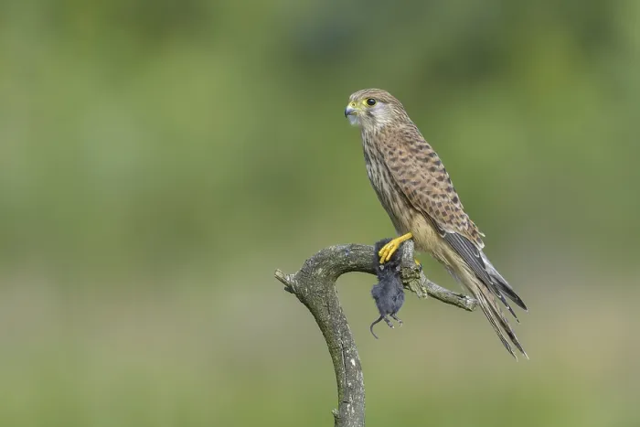 Framed Print : Kestrel (Falco tinnunculus) Framed Print : Kestrel (Falco tinnunculus)