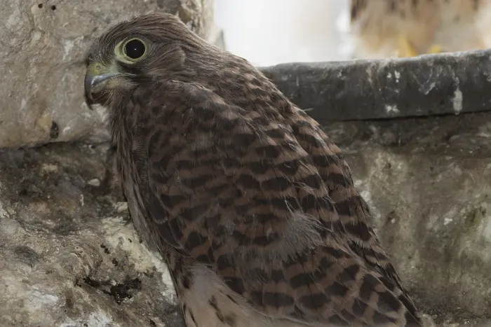Framed Print : Kestrel (Falco tinnunculus)