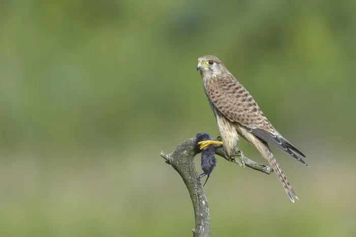 Framed Print : Kestrel (Falco tinnunculus)