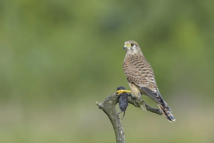Framed Print : Kestrel (Falco tinnunculus)