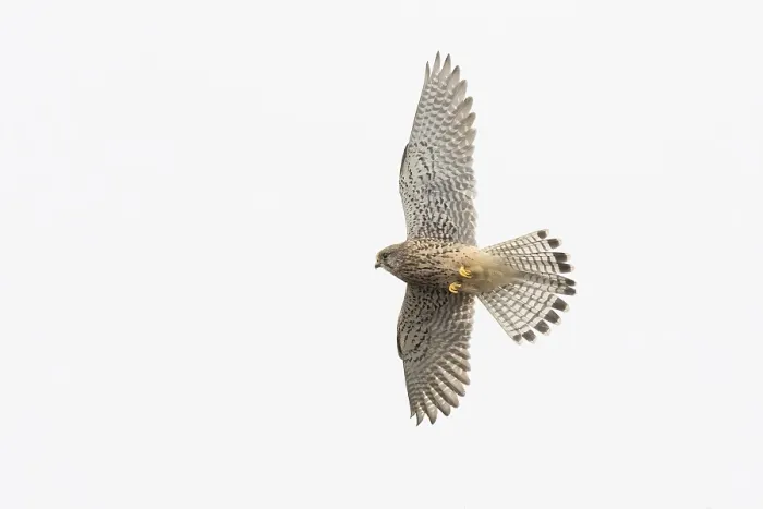 Framed Print : Kestrel (Falco tinnunculus) in flight with outstretched wings against a bright sky Framed Print : Kestrel (Falco tinnunculus) in flight with outstretched wings against a bright sky