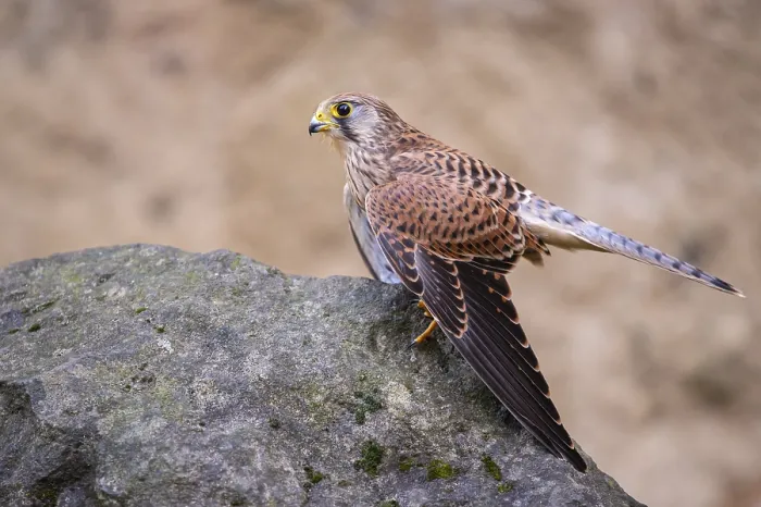 Framed Print : Kestrel (Falco tinnunculus), Gerolstein Framed Print : Kestrel (Falco tinnunculus), Gerolstein