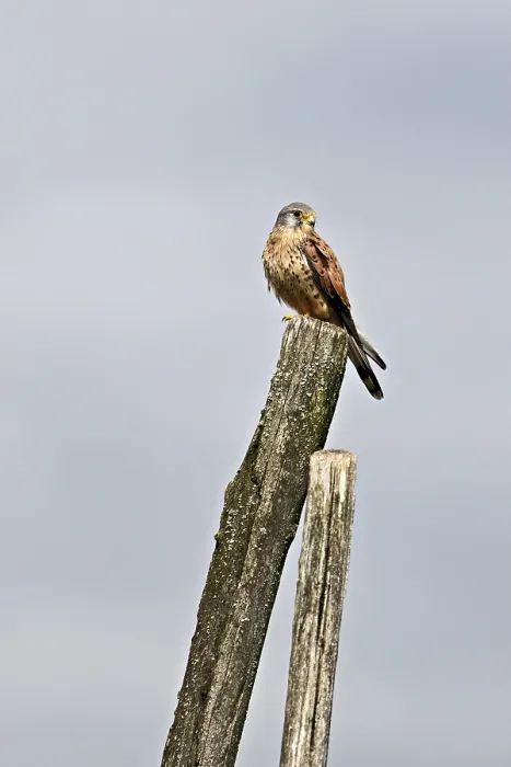 Framed Print : Kestrel (Falco tinnunculus), male sitting on a tree trunk Framed Print : Kestrel (Falco tinnunculus), male sitting on a tree trunk