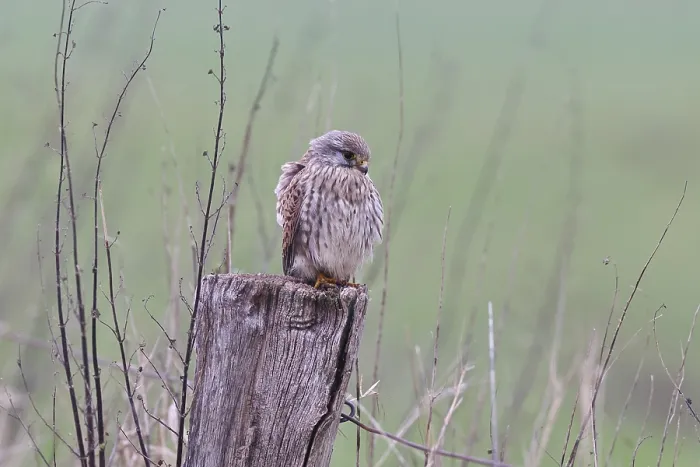 Framed Print : Kestrel (Falco tinnunculus), on a pasture fence post Framed Print : Kestrel (Falco tinnunculus), on a pasture fence post
