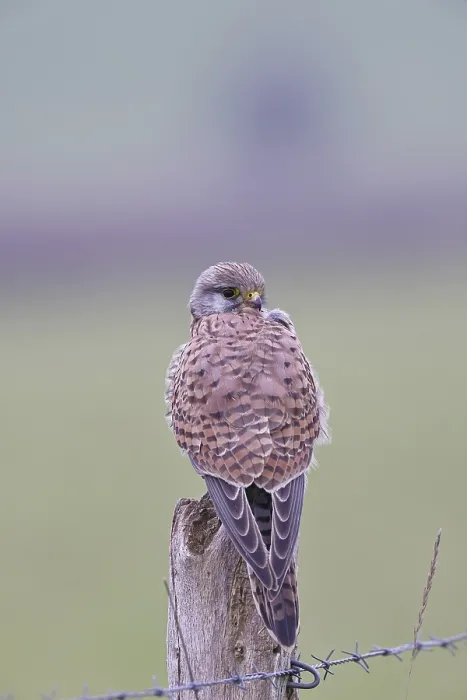 Framed Print : Kestrel (Falco tinnunculus), on a pasture fence post