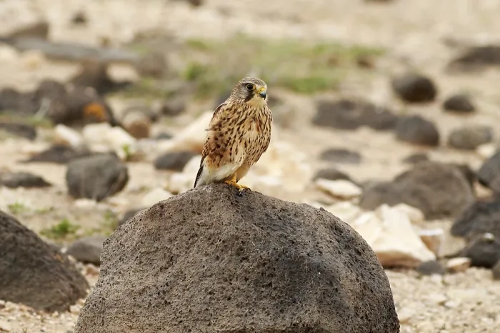 Framed Print : Kestrel (Falco tinnunculus) Perched on a rock