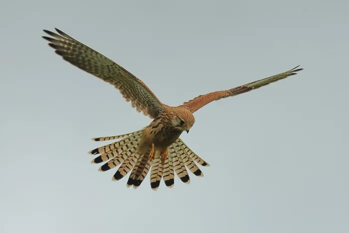 Framed Print : Kestrel, Falco tinnunculus, shaking