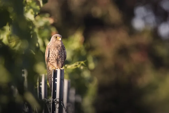 Framed Print : Kestrel (Falco tinnunculus) sitting on a pole in a vineyard Framed Print : Kestrel (Falco tinnunculus) sitting on a pole in a vineyard