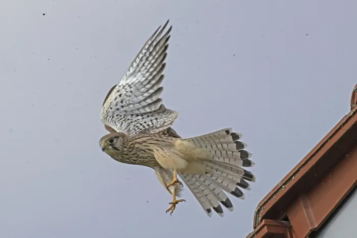 Framed Print : Kestrel female with open wings flying left looking in front of blue sky