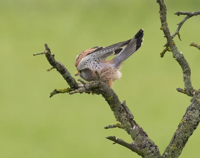 Framed Print : A kestrel perched on a mossy branch against a green backdrop