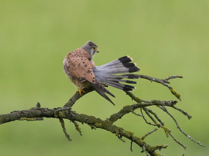 Framed Print : A kestrel perched on a mossy branch against a green background
