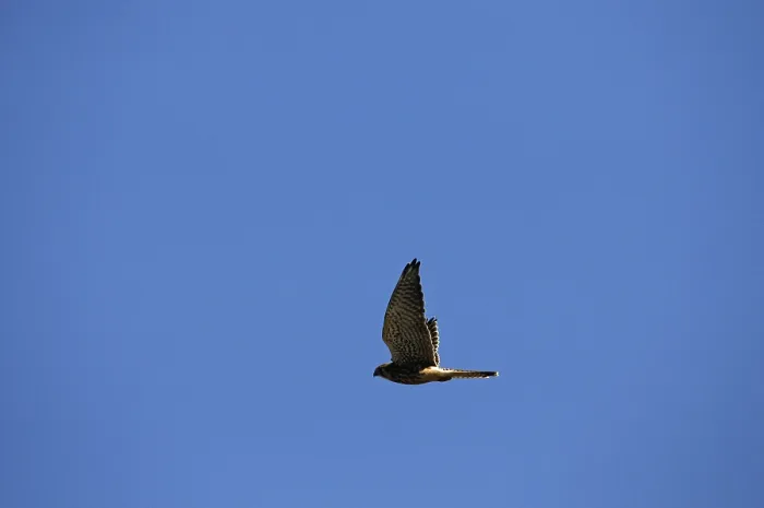 Framed Print : Kestrel on Sylt Framed Print : Kestrel on Sylt