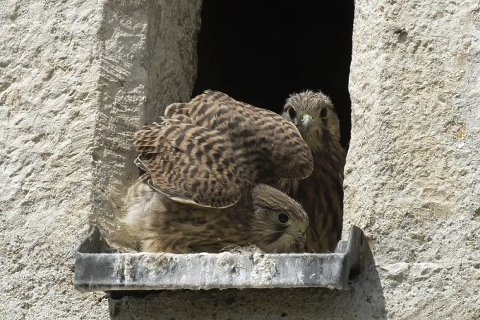 Framed Print : Kestrel two young birds with open beak sitting in opening of church tower seeing differently Framed Print : Kestrel two young birds with open beak sitting in opening of church tower seeing differently