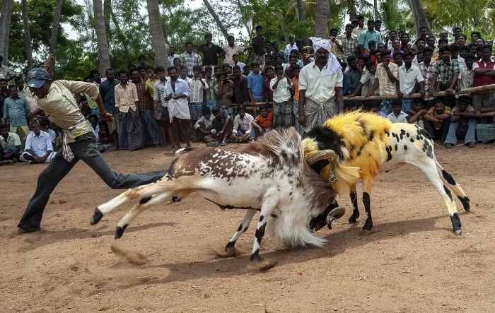 Framed Print : Kidaai Muttu Goat fighting near Madurai Framed Print : Kidaai Muttu Goat fighting near Madurai