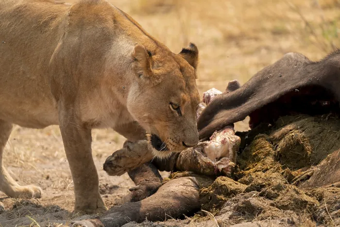 Framed Print : Kill, lion (Panthera leo) eating buffalo Framed Print : Kill, lion (Panthera leo) eating buffalo