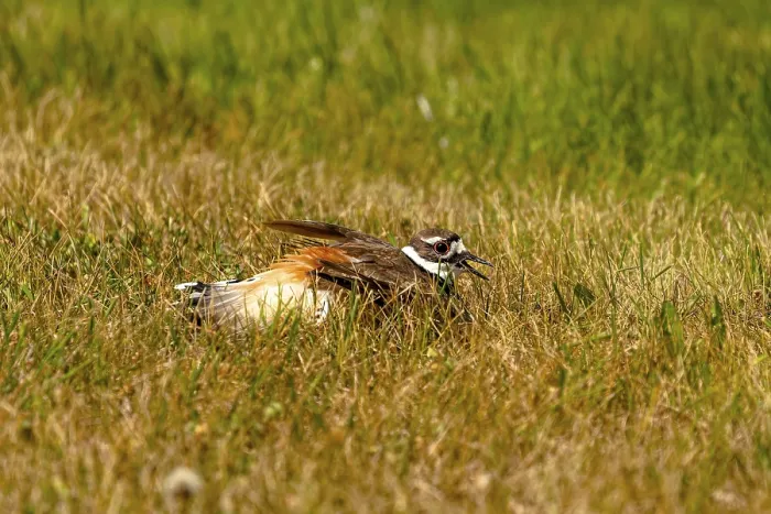 Framed Print : The killdeer (Charadrius vociferus) is a large plover found in the Americas