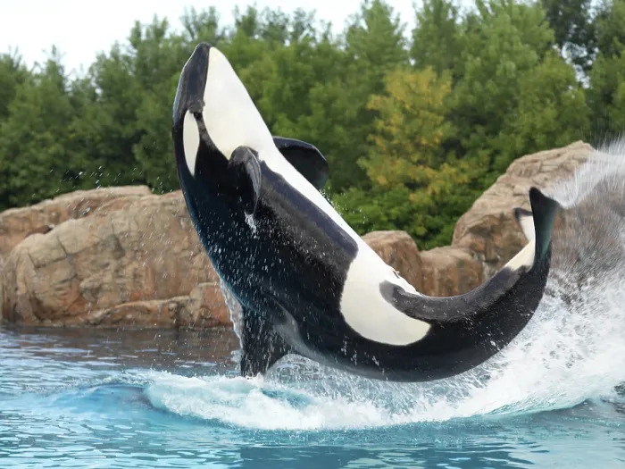 Framed Print : Killer Whale jumping out of the water