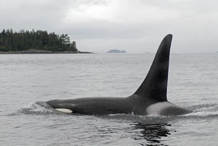 Framed Print : Killer whale (Orcinus orca), orca