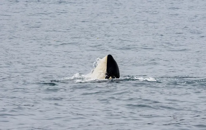 Framed Print : Killer whale (Orcinus orca), Orca