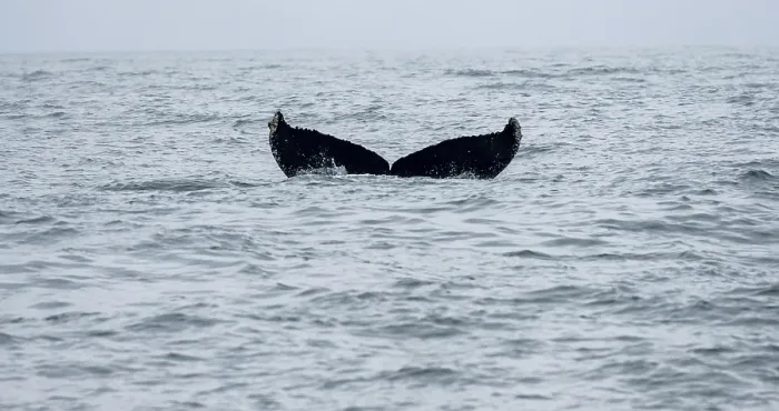 Framed Print : Killer whale (Orcinus orca), Orca dorsal fin diving
