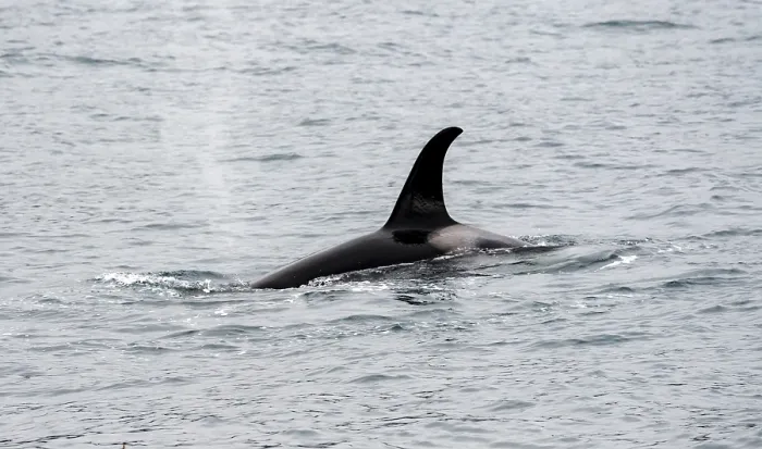 Framed Print : Killer whale (Orcinus orca), Orca dorsal fin in the sea