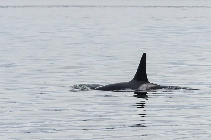 Framed Print : Killer whales (Orcinus orca) or orca