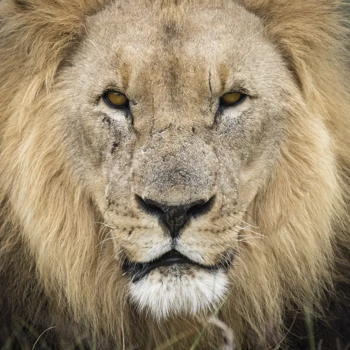Framed Print : The King Framed Print : The King