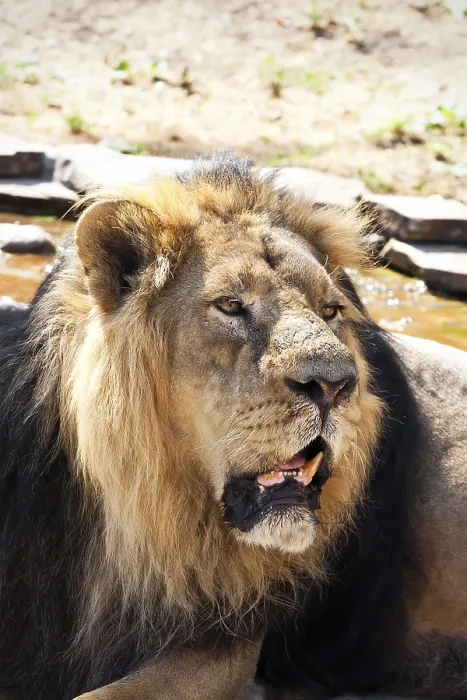 Framed Print : King of animals - African male lion in zoo Framed Print : King of animals - African male lion in zoo