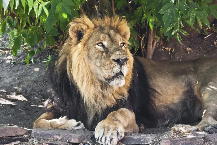 Framed Print : King of animals - African male lion in zoo Framed Print : King of animals - African male lion in zoo