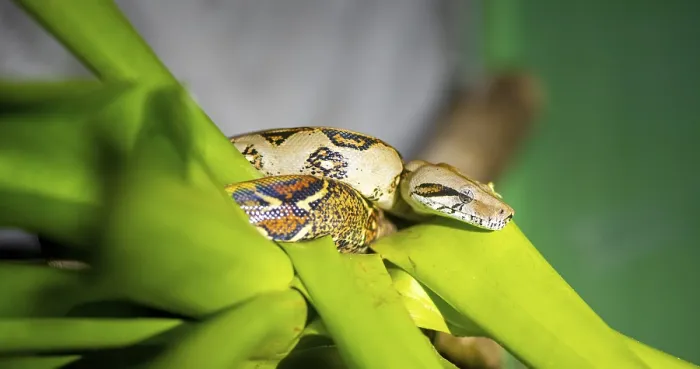 Framed Print : King boa (Boa constrictor), sitting on a green plant Framed Print : King boa (Boa constrictor), sitting on a green plant