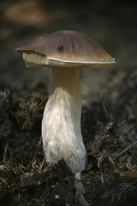 Framed Print : King bolete (boletus edulis)