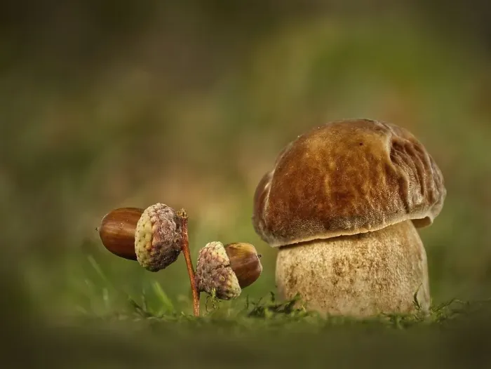 Framed Print : King bolete (Boletus edulis), with acorns on mossy ground