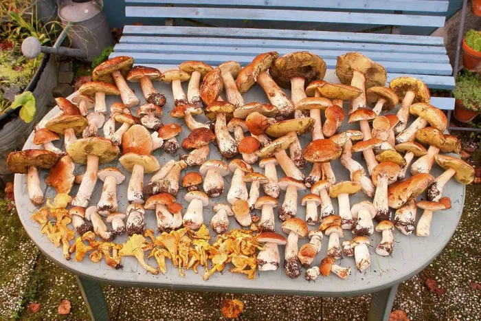 Framed Print : King bolete (Boletus edulis), Chanterelle (Cantharellus cibarius) picking mushrooms Framed Print : King bolete (Boletus edulis), Chanterelle (Cantharellus cibarius) picking mushrooms
