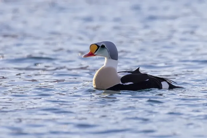 Framed Print : King Eider (Somateria spectabilis) Framed Print : King Eider (Somateria spectabilis)