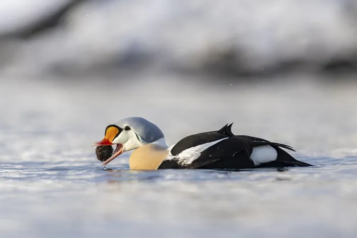 Framed Print : King eider (Somateria spectabilis)