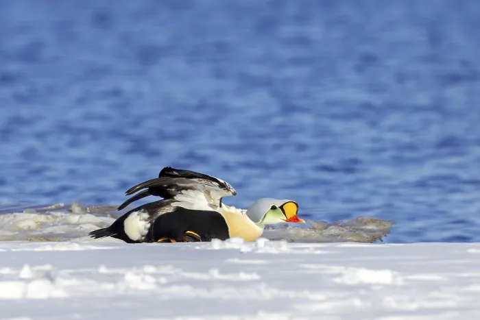 Framed Print : King eider (Somateria spectabilis) adult male in breeding plumage stretching wings on snow covered shore in spring