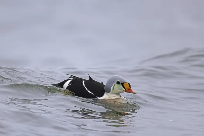 Framed Print : King eider (Somateria spectabilis) (Anas spectabilis) sea duck male in breeding plumage swimming along the Arctic coast