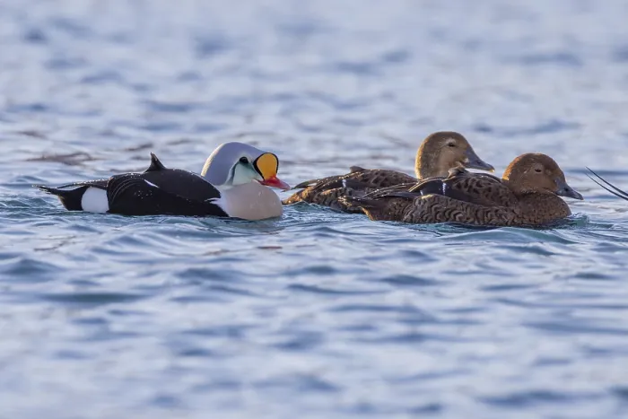 Framed Print : King eiders (Somateria spectabilis)