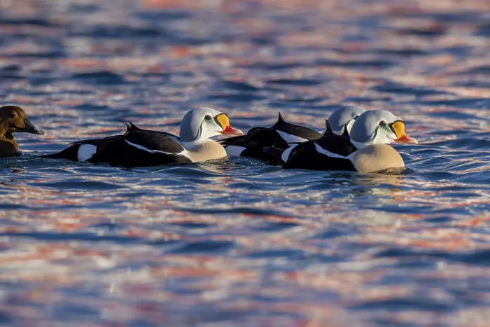 Framed Print : King eiders (Somateria spectabilis) Framed Print : King eiders (Somateria spectabilis)