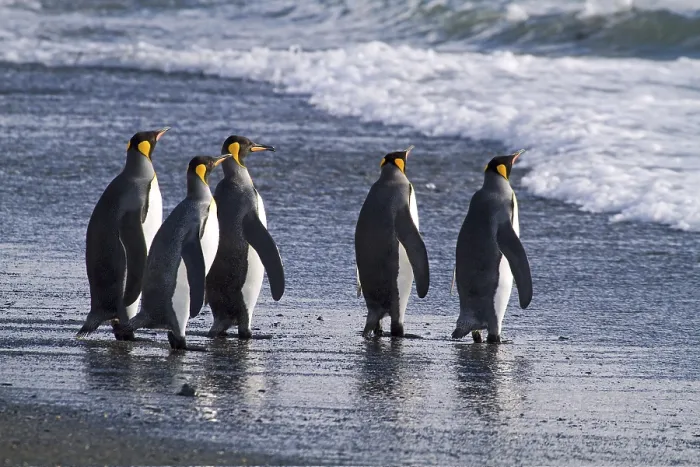 Framed Print : King Penguin, (AApenodytes patagonicus) Framed Print : King Penguin, (AApenodytes patagonicus)