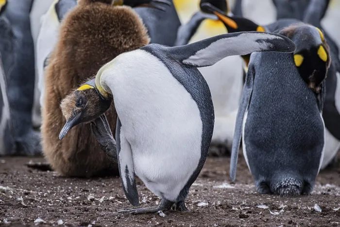 Framed Print : King penguin (Aptenodytes patagonicus)