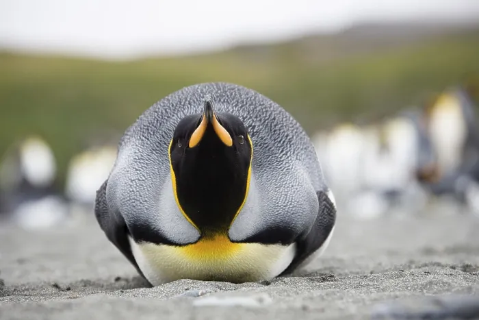 Framed Print : King penguin (Aptenodytes patagonicus)