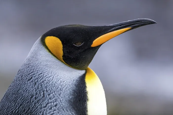 Framed Print : King Penguin (Aptenodytes patagonicus)