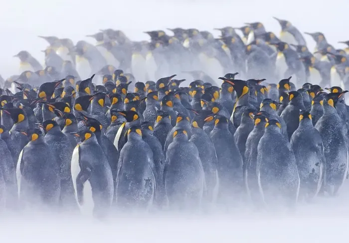 Framed Print : King penguin (Aptenodytes patagonicus) huddled together during a snowstorm