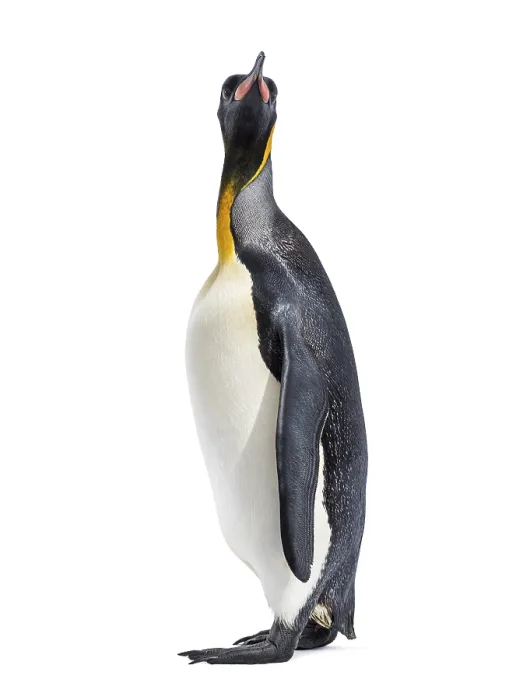 Framed Print : King penguin looking up, isolated on white Framed Print : King penguin looking up, isolated on white
